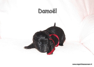 Damoël, zwart-bruine reu